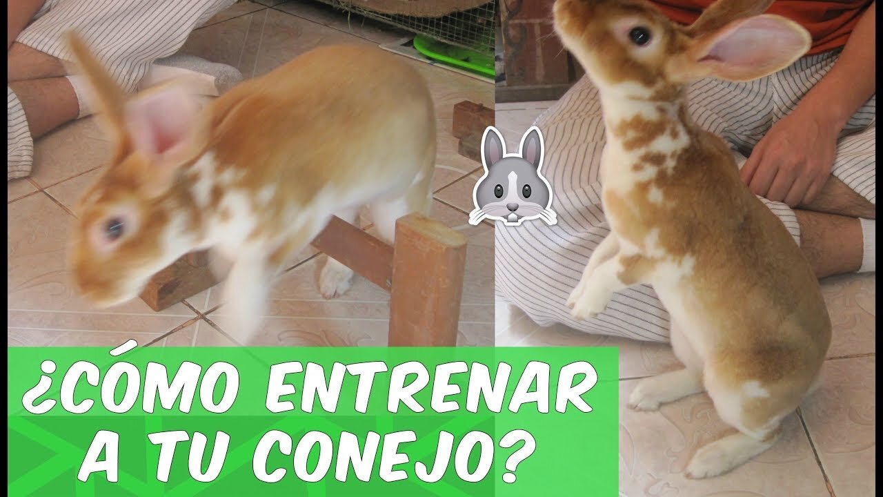 Consejos y Trucos para un Conejo Perfecto